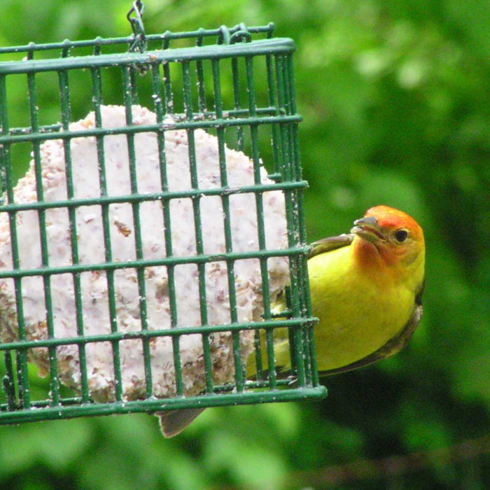 C&S Nutty Treat Suet Treat 11.75 Ounces